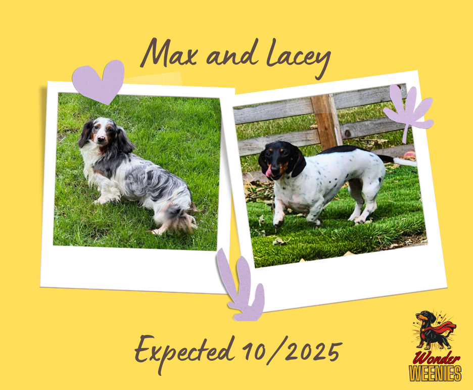 Max longhaired dapple dachshund with Lacey black and tan piebald — puppies expected October 2025.