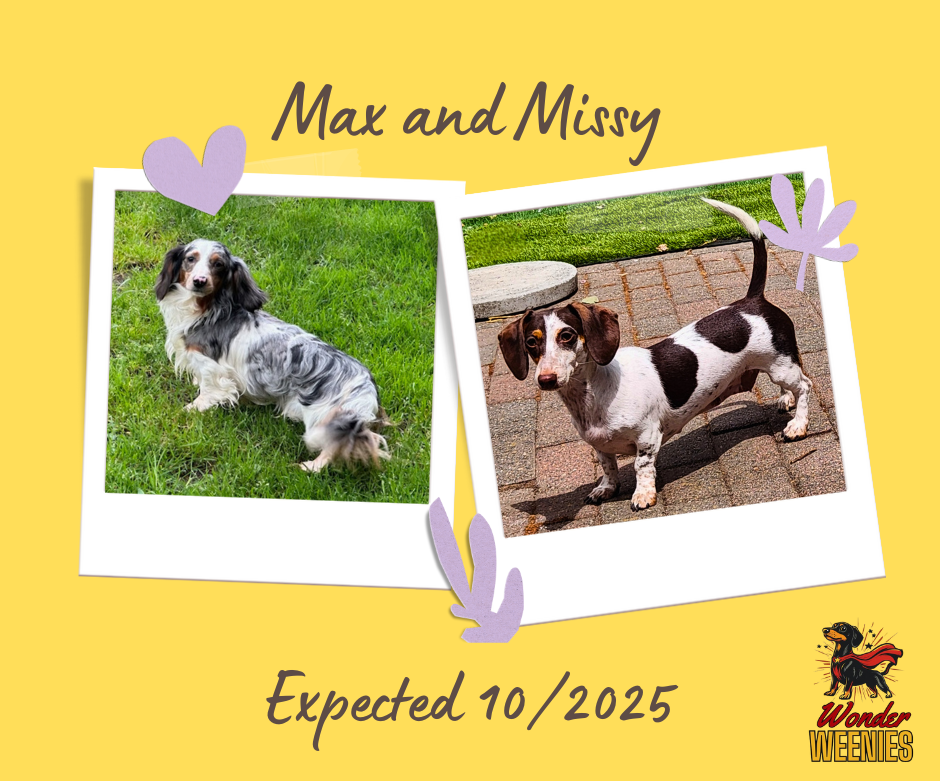 Max longhaired dapple dachshund with Missy chocolate piebald — puppies expected October 2025.
